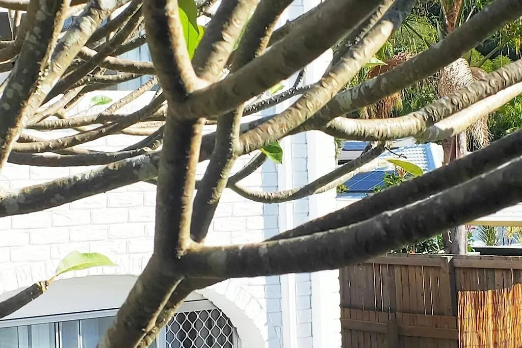 Entire Guest Suite - Beach Is 1 And Half Km - Pets Welcome Gold Coast